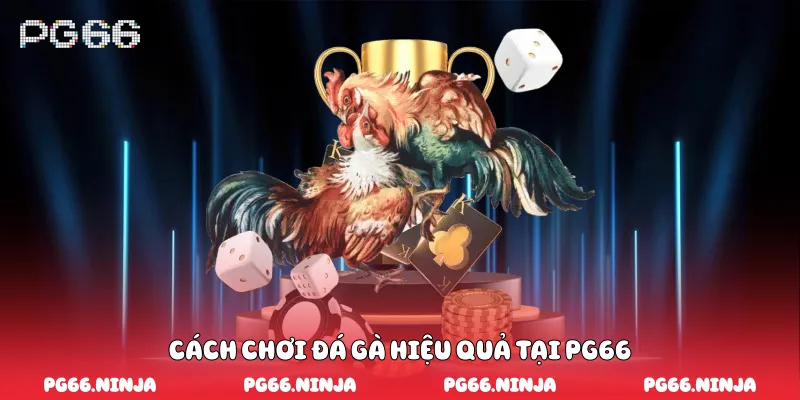 Cách chơi đá gà hiệu quả tại PG66