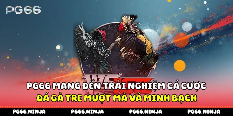 PG66 mang đến trải nghiệm cá cược đá gà tre mượt mà và minh bạch