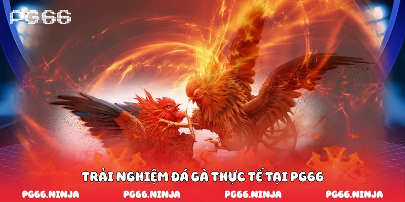 Trải nghiệm đá gà thực tế tại PG66